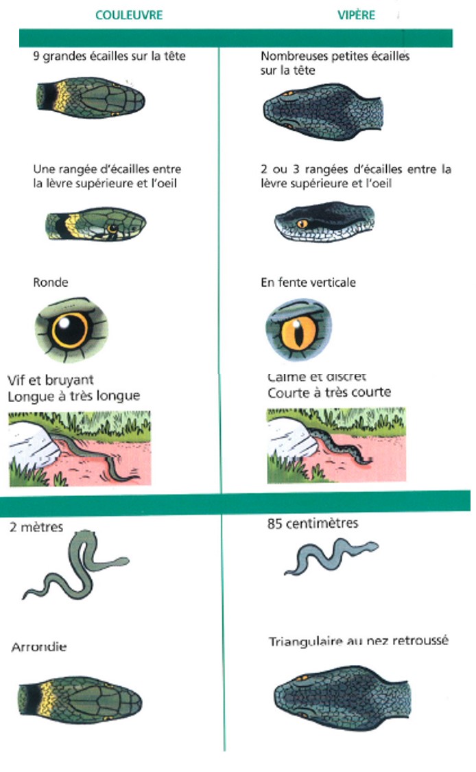 sos-serpents-identification-coul-et-vip